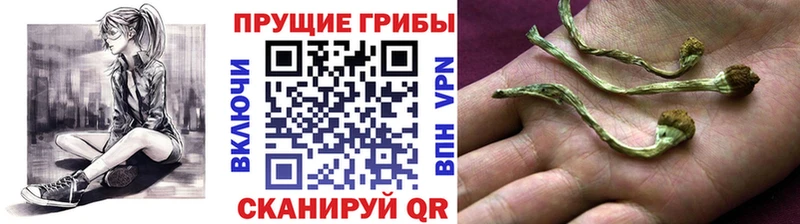 Галлюциногенные грибы Psilocybine cubensis  blacksprut tor  Гаврилов-Ям 